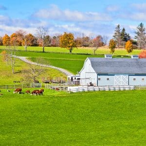 carolina category farms graphic