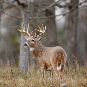 carolina category hunting graphic